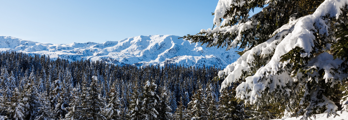 Forêt altiport à Méribel